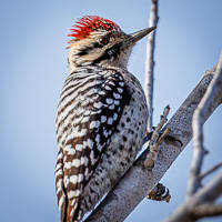 Ladder-backed Woodpecker