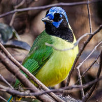 Green Jay