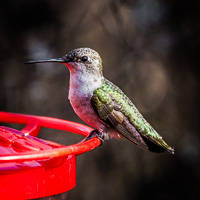 Black-chinned Hummingbird