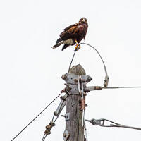 Harris's Hawk