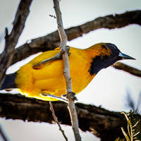 Audubon's Oriole