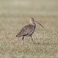 Long-billed Curlew