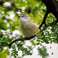 Blue-headed Vireo