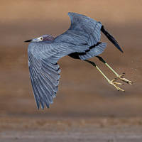 Little Blue Heron