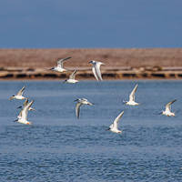 Forster's Tern