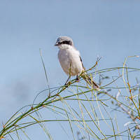 Loggerhead Shrike