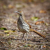 Long-billed Thrasher