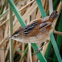 Marsh Wren