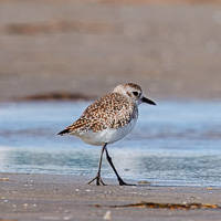 Black-bellied Plover