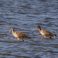 Marbled Godwit