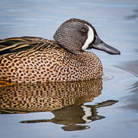 Blue-winged Teal