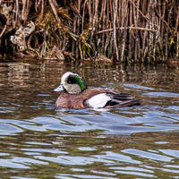 American Wigeon