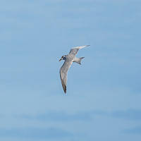 Gull-billed Tern