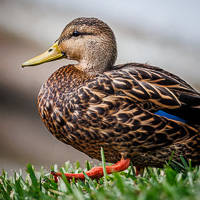 Mottled Duck