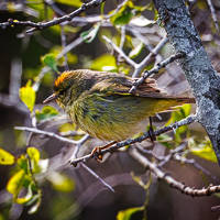 Orange-crowned Warbler