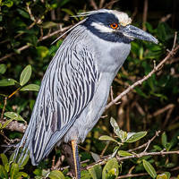 Yellow-crowned Night Heron