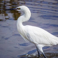 Reddish Egret (White Morph)