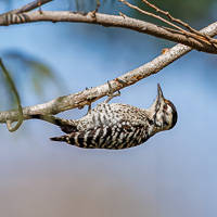 Ladder-backed Woodpecker