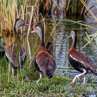 Black-bellied Whistling-Duck