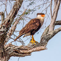 Crested Caracara