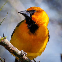 Altamira Oriole